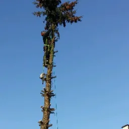 Arborysta w uprzęży, na wysokiej sośnie z obciętymi gałęziami, przygotowuje się do usunięcia korony drzewa. Widoczna piła łańcuchowa. Błękitne niebo w tle.