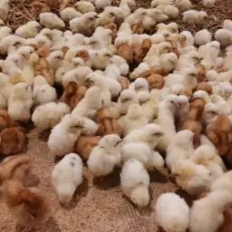 Stłoczone, puszyste kurczęta w odcieniach bieli i brązu na słomkowym podłożu, widoczne z bliska.