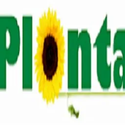 Zielony napis 'Plonta' z wkomponowanym słonecznikiem zamiast litery 'o', na białym tle.