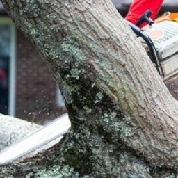 Pielęgnacja ogrodów Budzisław Kościelny 1