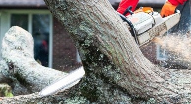 Mężczyzna w pomarańczowych rękawicach tnie grubą gałąź drzewa piłą łańcuchową, w tle budynek mieszkalny.