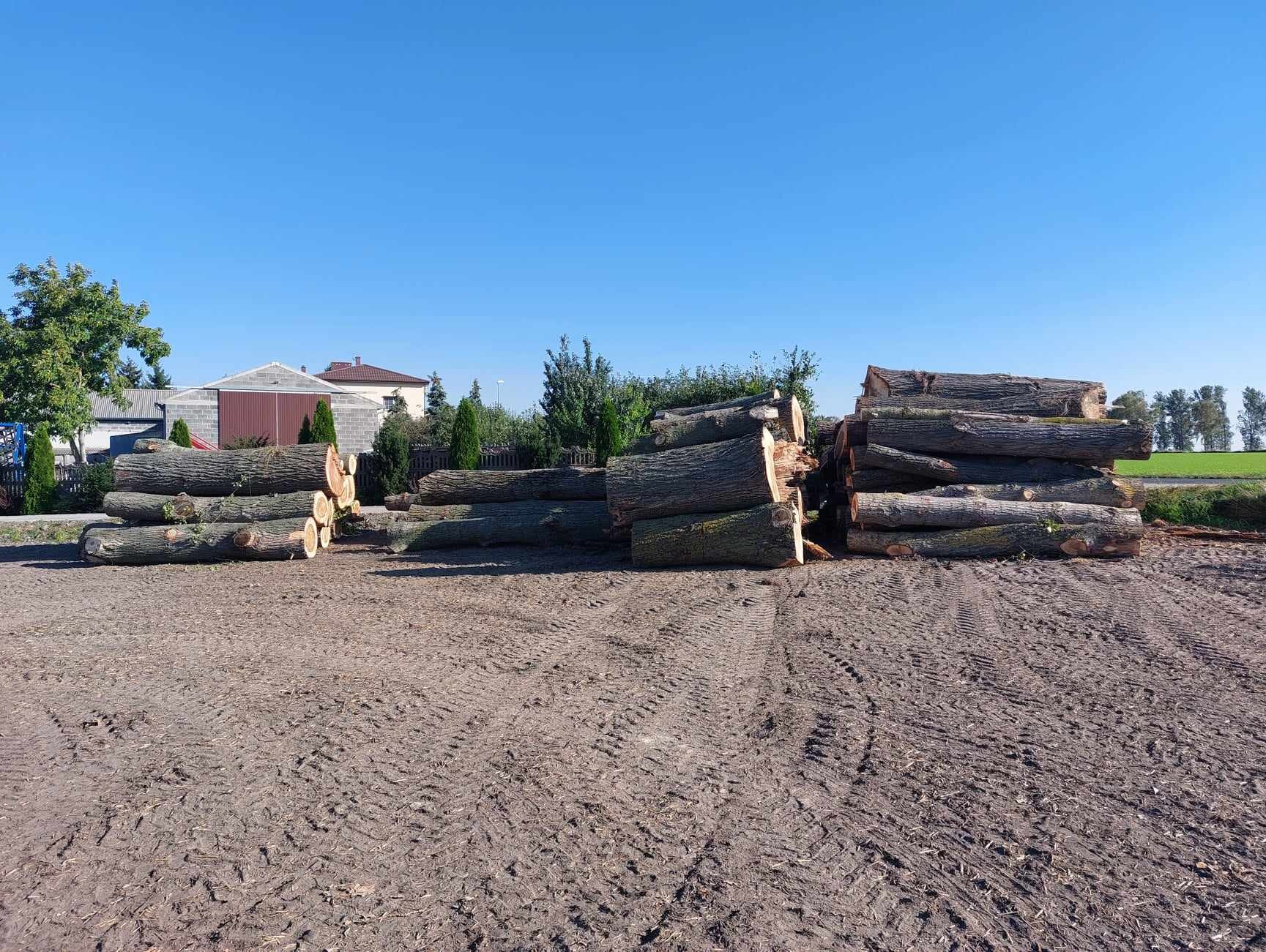 Stosy pociętych pni drzew leżące na ziemi z wyraźnymi śladami opon, budynki w tle, słoneczny dzień.