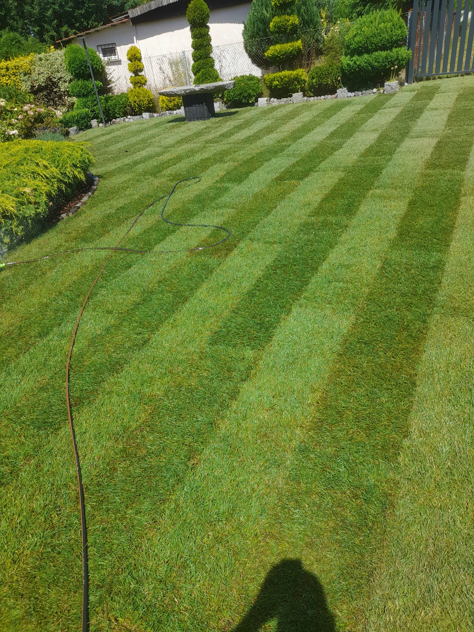 Perfekcyjnie skoszony trawnik z wyraźnymi pasami, zraszacz w tle, ozdobne krzewy i drzewa w ogrodzie, cień osoby w dolnym rogu.