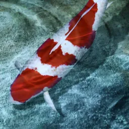 Pojedynczy karp Koi z intensywnymi czerwono-białymi plamami, widziany z góry w czystej wodzie, rzucający delikatny cień na dno.