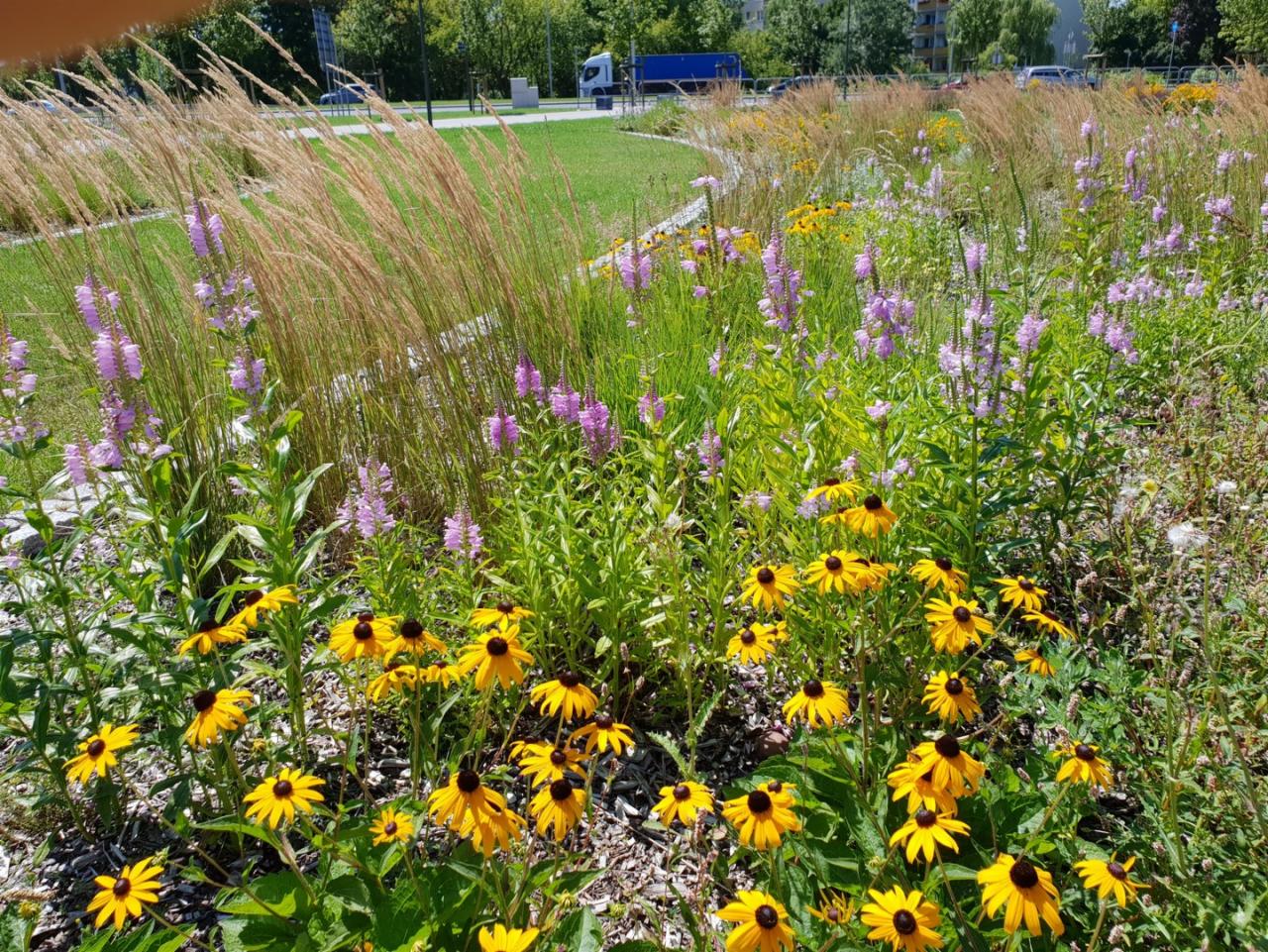 Fragment kwietnika z rudbekiami i weroniką kłosową na tle trawnika i drzew, w oddali widoczny budynek mieszkalny i samochody.