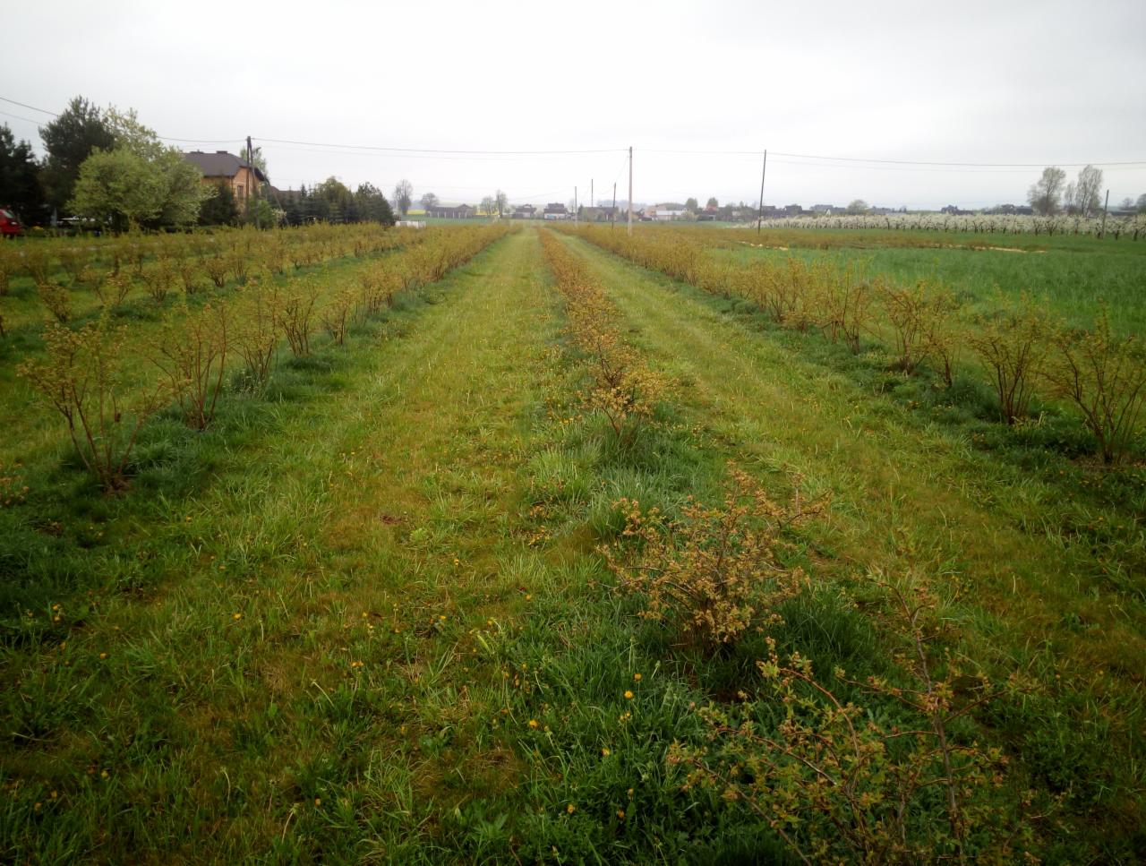 Plantacja krzewów owocowych w rzędach, widok wzdłuż rzędów, z zieloną trawą między rzędami i budynkami w oddali.