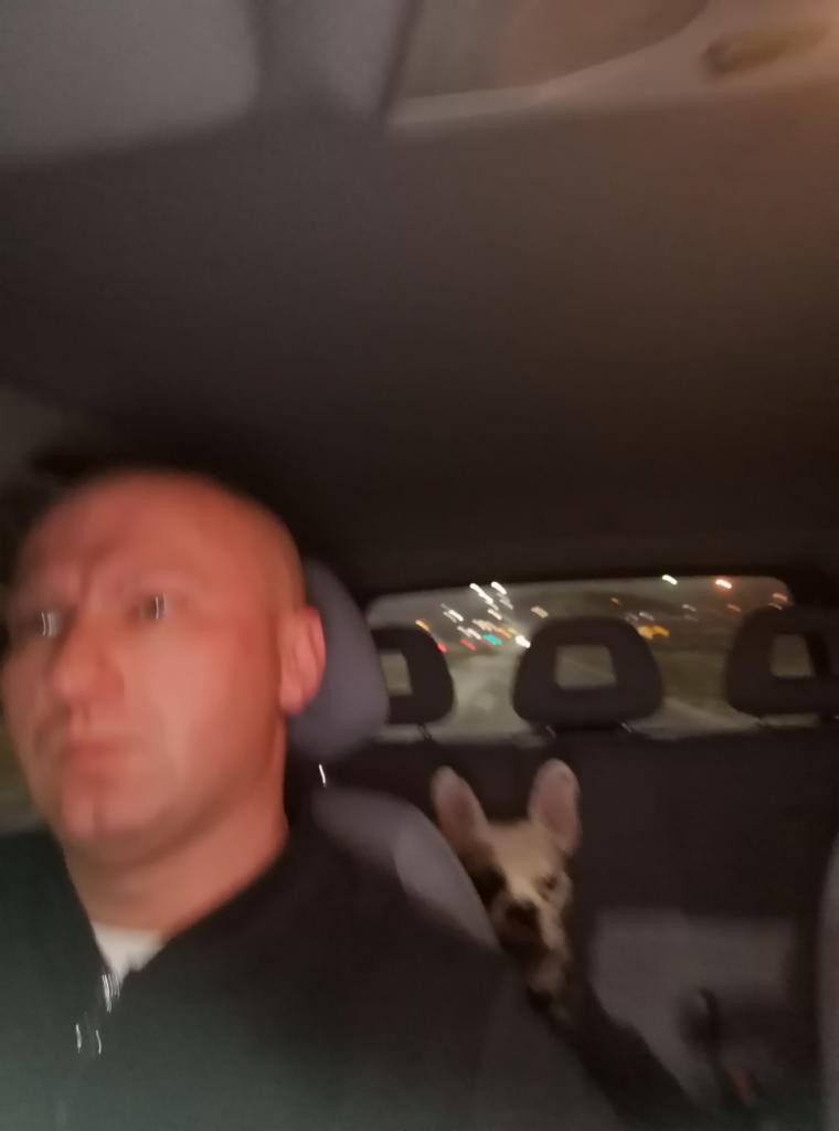 Kierowca z psem rasy buldog francuski w pojeździe podczas nocnej jazdy po mieście.