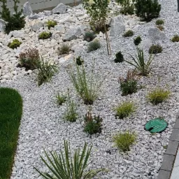 Ogród ozdobny z białym żwirem, dużymi kamieniami i różnorodną roślinnością, w tle widoczny dom i betonowe ogrodzenie.