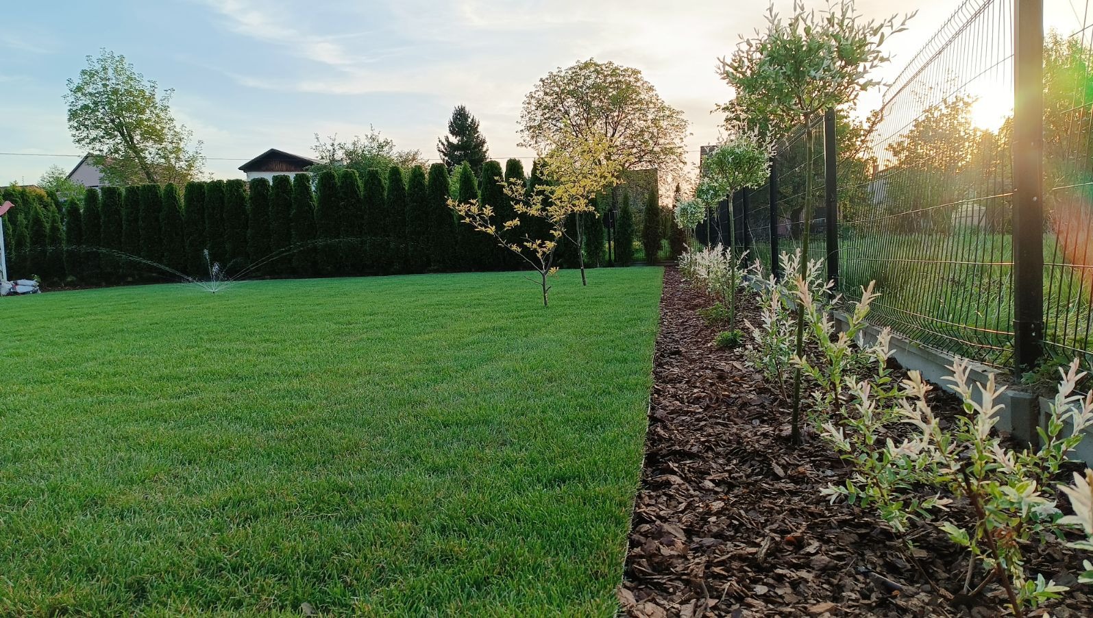 Świeżo założony trawnik z automatycznym systemem nawadniania, obrzeża wyłożone korą, młode drzewka wzdłuż ogrodzenia, wysokie tuje w tle.
