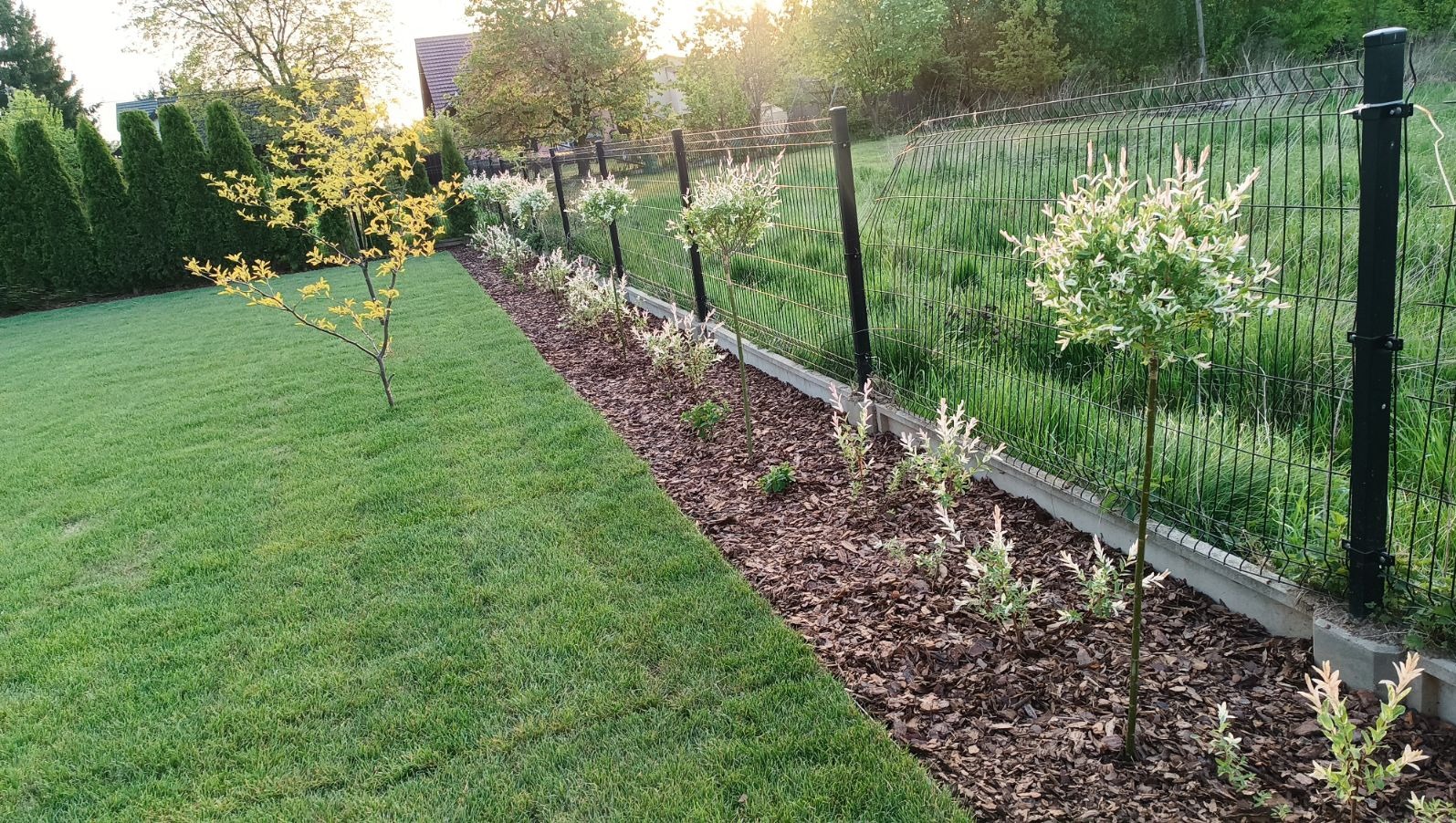 Równy trawnik z młodymi drzewkami szczepionymi wzdłuż ogrodzenia, wysypany korą rabatową, w tle wysokie tuje i dom.