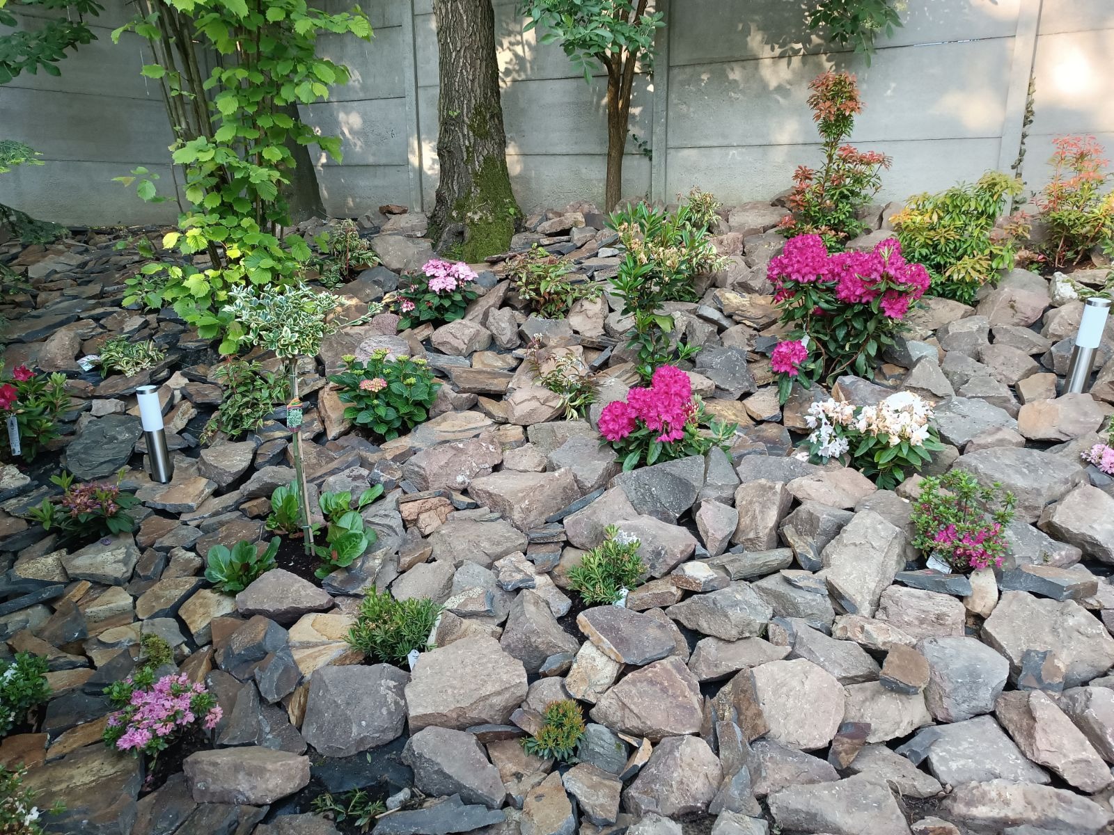 Skarpa z kamieni różnej wielkości obsadzona różnorodną roślinnością ozdobną, w tym kwitnącymi rododendronami i niskimi krzewami, oświetlona lampami ogrodowymi, na tle betonowego ogrodzenia.