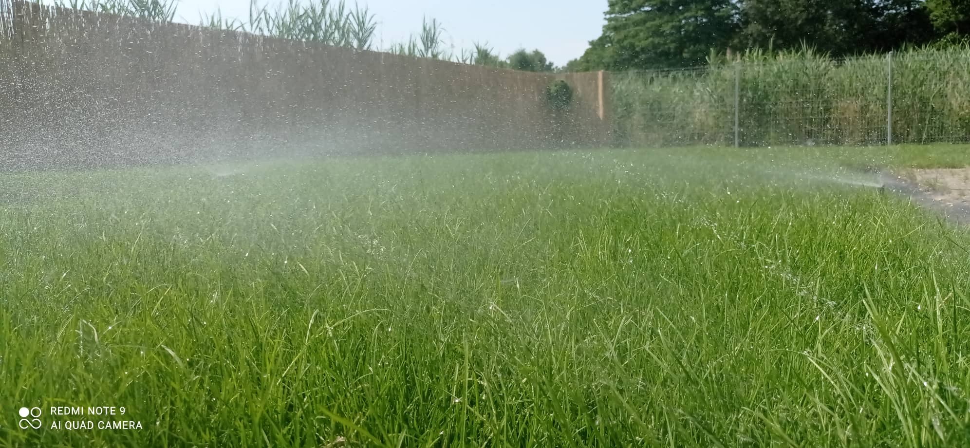 Intensywne nawadnianie trawnika zraszaczem, w tle widoczny płot z wikliny i bujna roślinność.