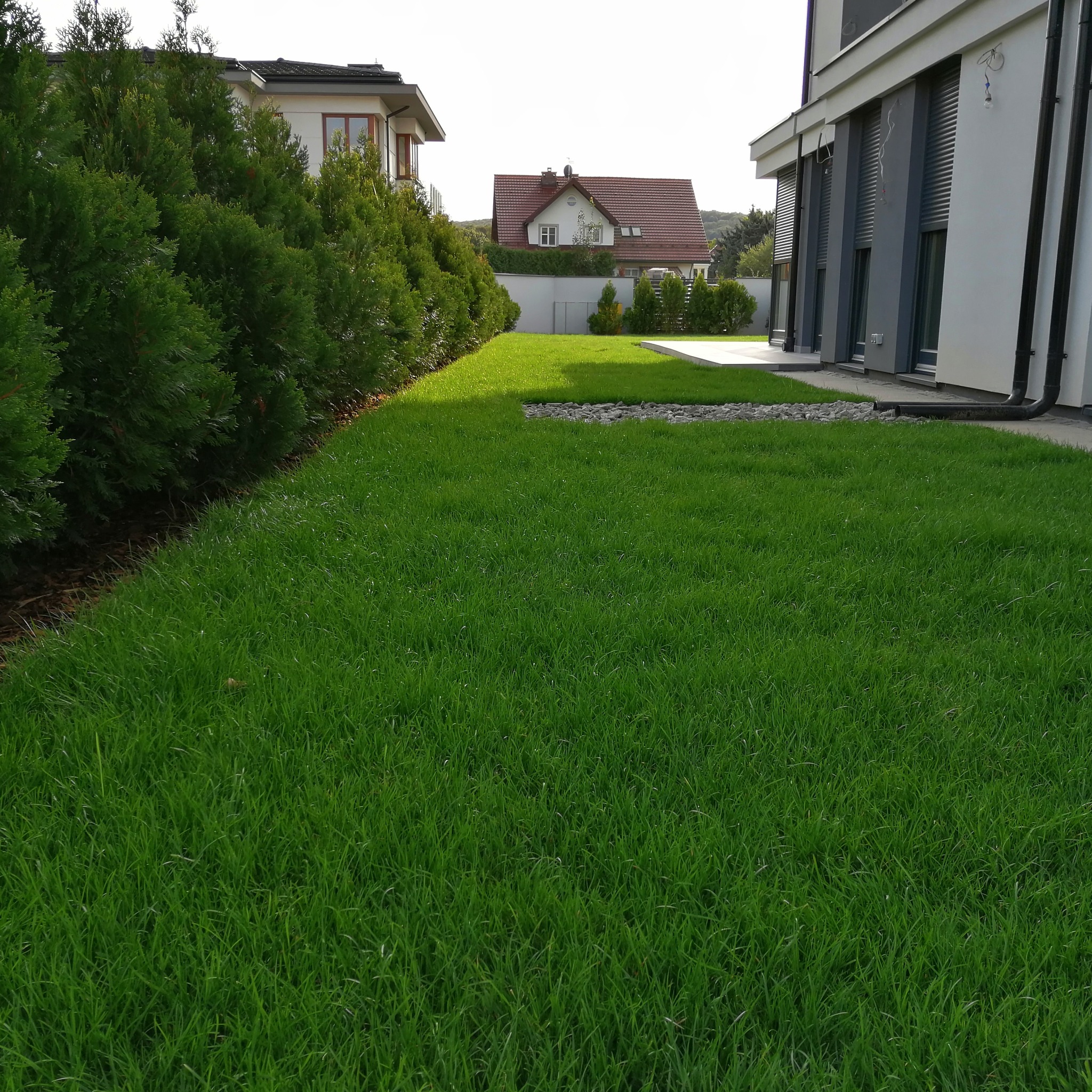 Zadbany trawnik przylegający do nowoczesnego domu, widoczne tuje wzdłuż granicy działki, mały żwirowy element dekoracyjny.