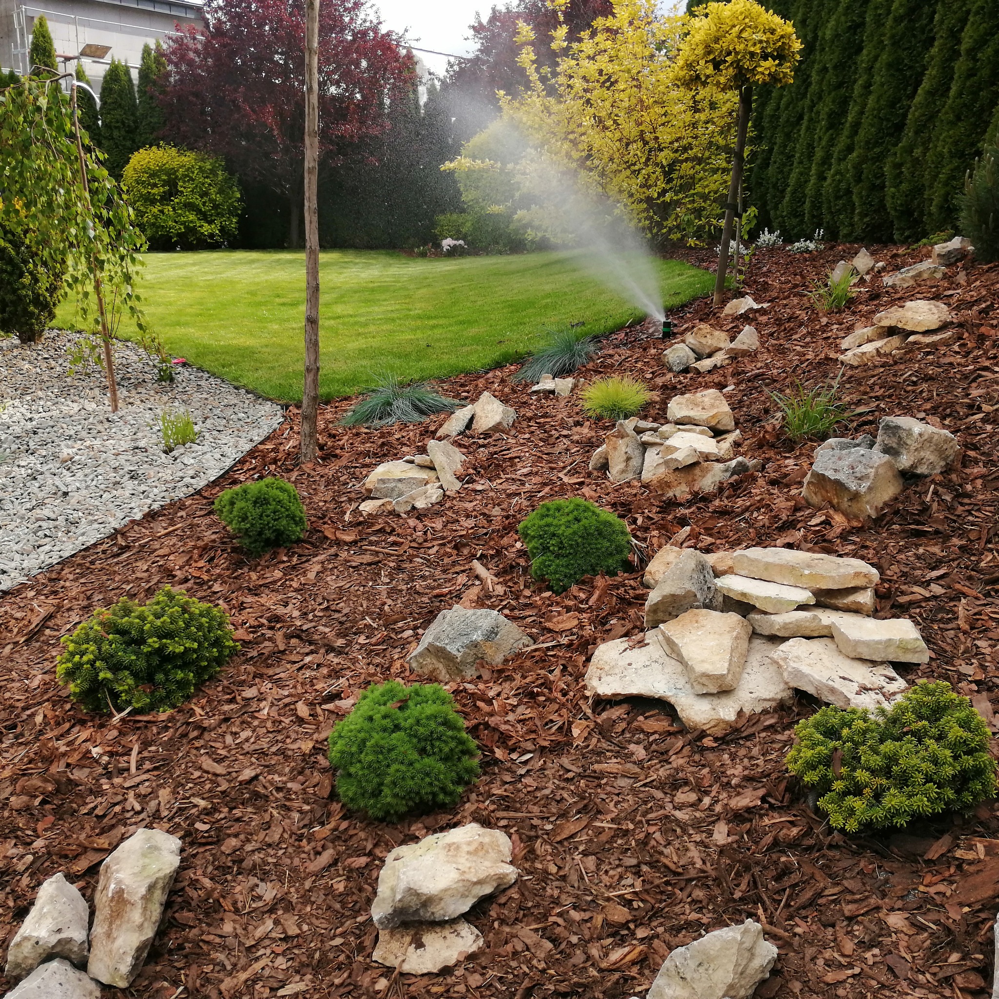 Ujęcie ogrodu z systemem nawadniania w trakcie pracy, z widocznym zraszaczem i kroplami wody na tle trawnika i roślinności ozdobnej na korze.