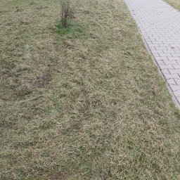 Trawnik po wertukulacji