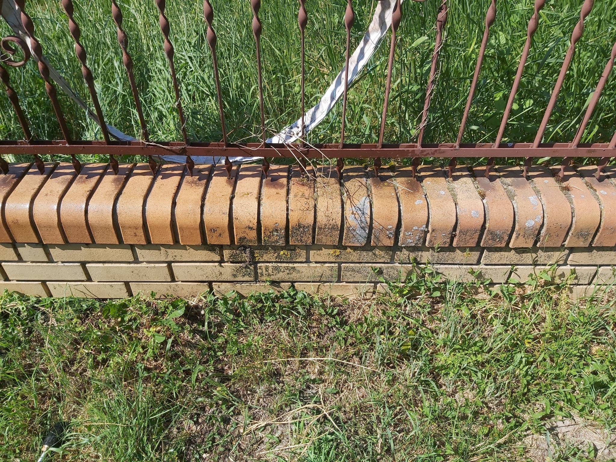 Fragment muru z cegły klinkierowej z metalowym ogrodzeniem w Chełmie, porośnięty trawą i chwastami, z widocznym wężem ogrodowym.