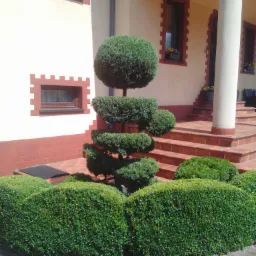 Kształtowanie artystyczne krzewów.
