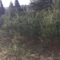 Młode sosny posadzone na zalesionym terenie, widoczne suche trawy i starsze drzewa w tle.