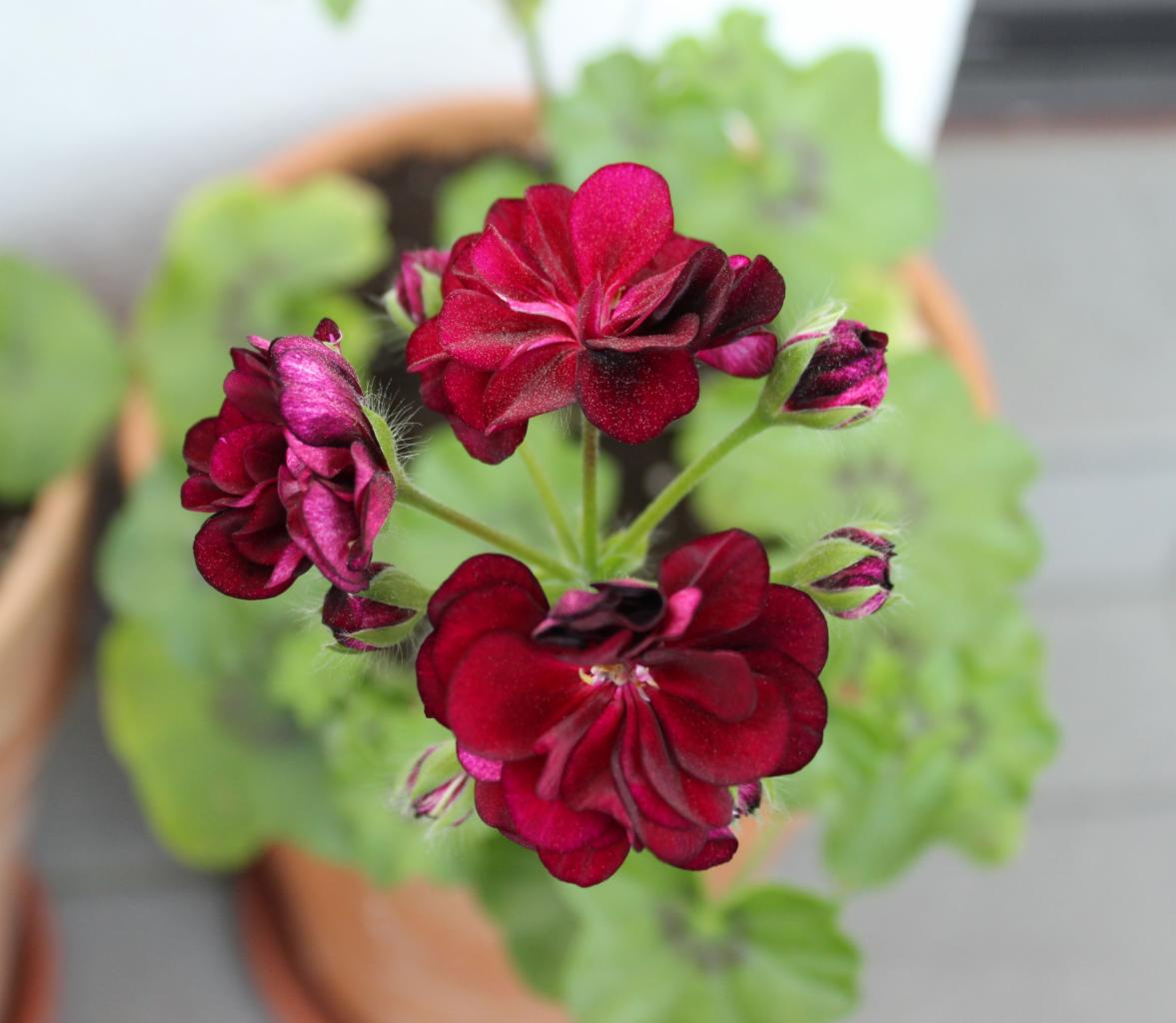 Widok z góry na pelargonię o aksamitnych, bordowych kwiatach w terakotowej doniczce, z widocznymi zielonymi liśćmi i pąkami.