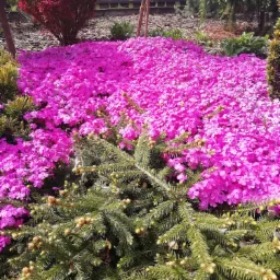 Obszerny dywan z intensywnie różowych kwiatów floksa szydlastego, kontrastujący z zielenią iglaków i korą drzewną w tle, tworzący barwną kompozycję w ogrodzie.