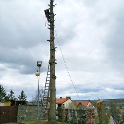 Pielęgnacja ogrodów Gdynia 35