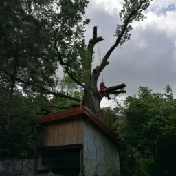 Arborysta w czerwonym kombinezonie i żółtym kasku, zabezpieczony linami, przycina gałęzie wysokiego drzewa nad altaną z dekoracjami kwiatowymi na ścianie.