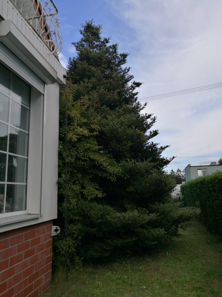 Duże drzewo iglaste rosnące blisko ściany domu z cegły, widok z poziomu trawnika, widoczne także krzewy i fragment żywopłotu w tle.