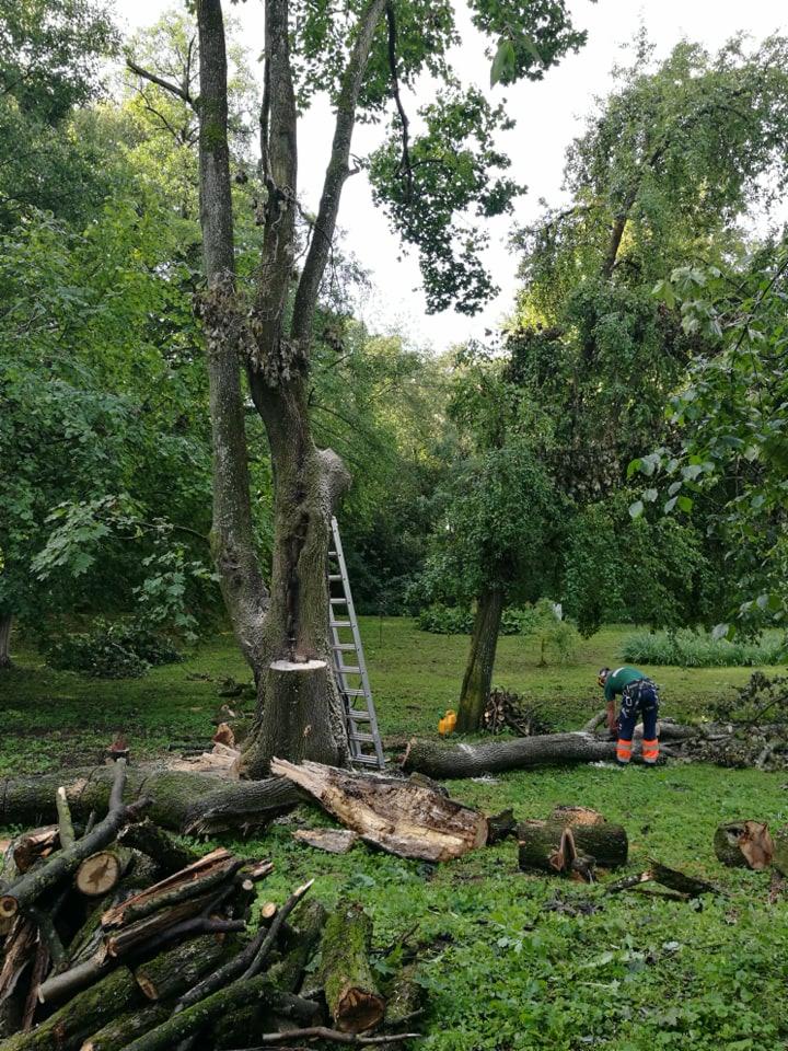 Pracownik w zielonej koszuli i pomarańczowych spodniach tnie piłą spalinową powalone drzewo na trawniku. Obok pnia ściętego drzewa stoi drabina, a w tle widoczny jest parkowy krajobraz.