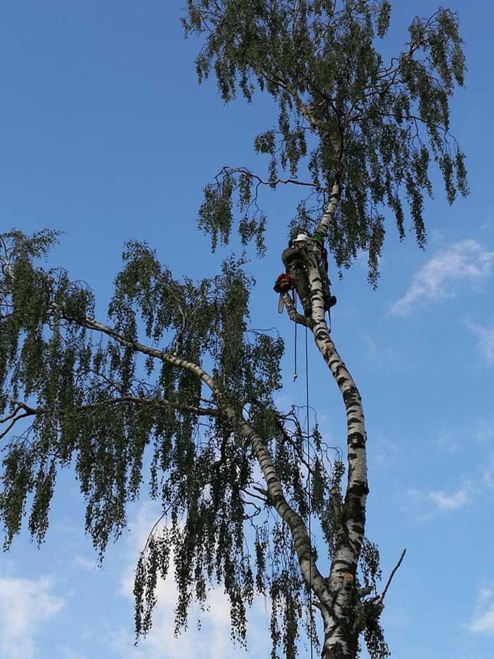 Pracownik w uprzęży na wysokości, przycina gałęzie brzozy z użyciem piły spalinowej, na tle błękitnego nieba z chmurami.