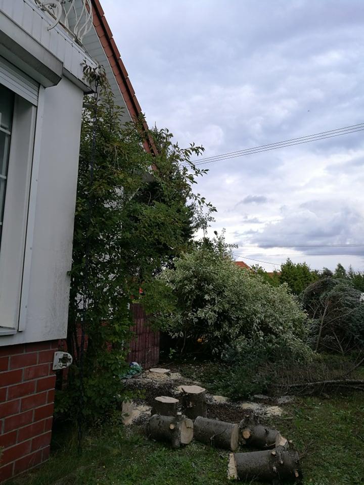 Przycięte drzewo przy budynku z czerwonej cegły, widoczne pnie i gałęzie na trawniku, pochmurne niebo w tle.