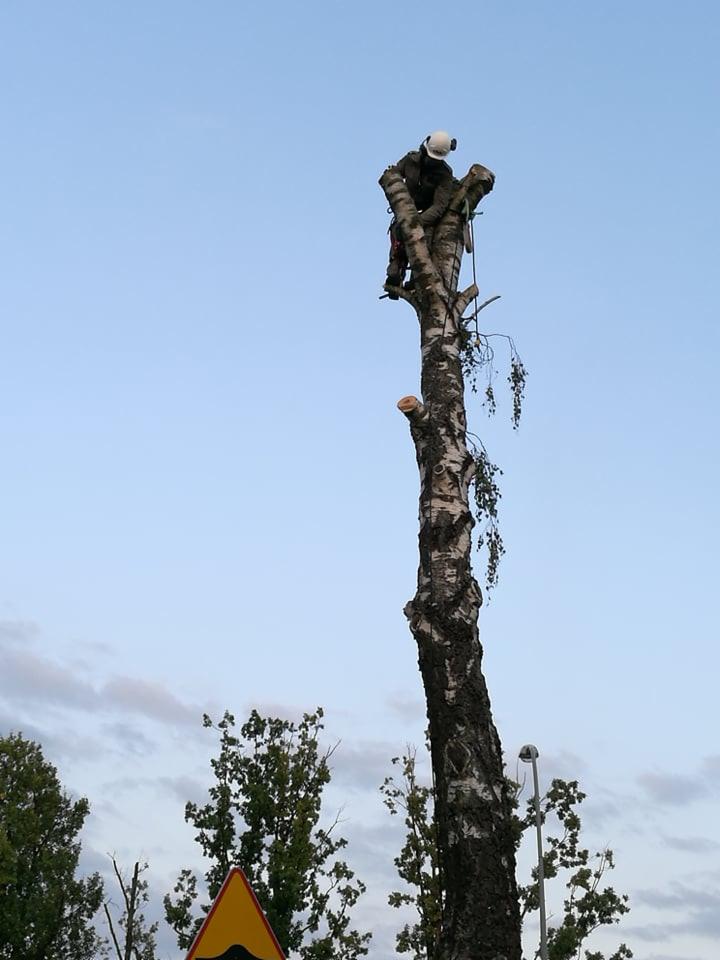 Arborysta w kasku i słuchawkach tnący gałęzie wysokiej brzozy, widok z dołu na tle błękitnego nieba i znaku drogowego ostrzegającego o nierównościach.