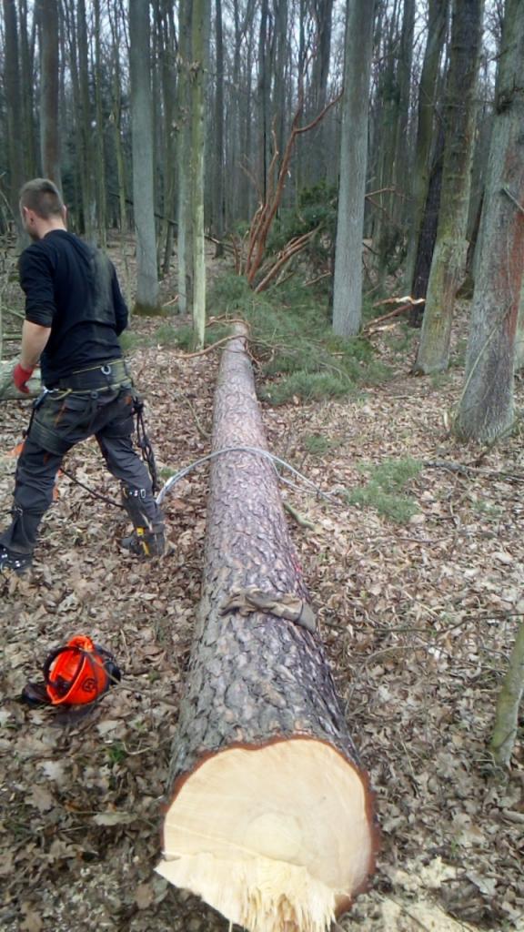 Drwal w lesie obok ściętego pnia drzewa z założonymi rękawicami, na ziemi leży pomarańczowy kask ochronny.