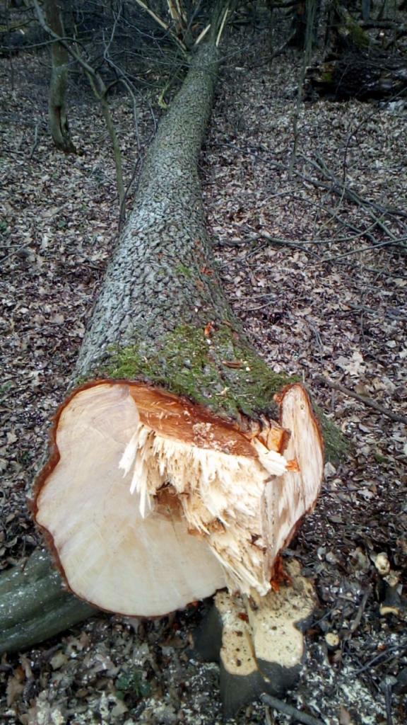 Świeżo ścięte drzewo leżące na ziemi w lesie, widoczne ślady po cięciu i rozszczepione włókna drewna u podstawy pnia, z mchem na korze.