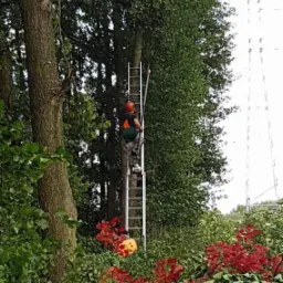 Pracownik w kasku i z uprzężą na drabinie oparty o wysokie drzewo, przycinanie gałęzi, w tle widoczna linia wysokiego napięcia.