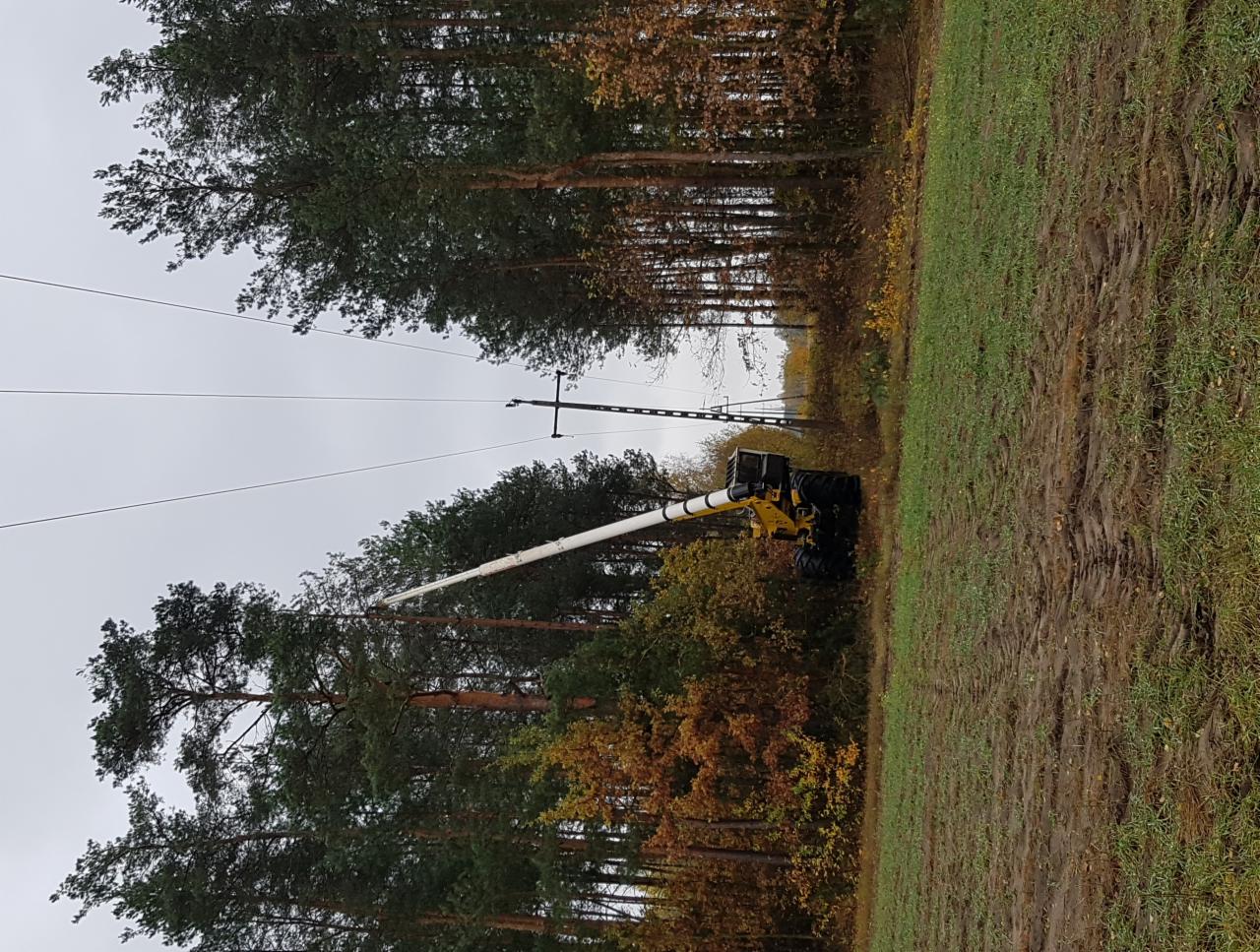 Żółty podnośnik koszowy z długim, białym ramieniem przycina wysokie drzewo w pobliżu linii energetycznych na skraju lasu. Teren podmokły.