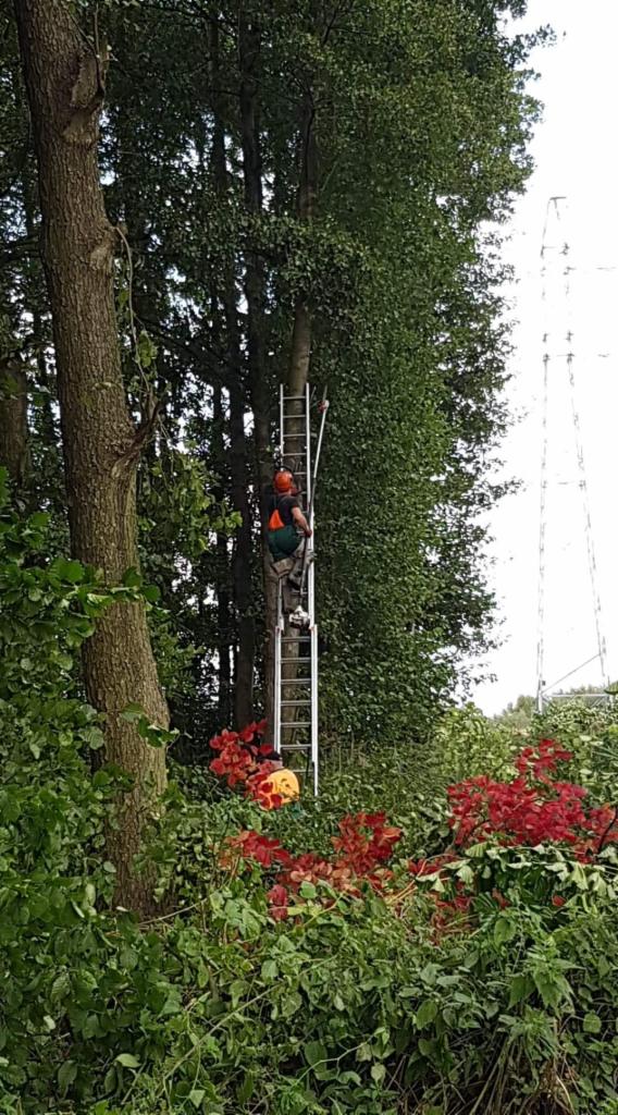 Pracownik w kasku i z uprzężą na drabinie oparty o wysokie drzewo, przycinanie gałęzi, w tle widoczna linia wysokiego napięcia.