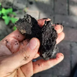 Próbka czarnego, wilgotnego gruntu torfowego w dłoni, widoczne grudki i struktura porowata.