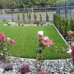 Ogrody TG Tarnowskie Góry - Zadbany trawnik z rabatami kwiatowymi i ozdobnymi kamieniami. W tle widoczny płot i osoba w oddali. Kompozycja z hortensjami i wrzosami na pierwszym planie.