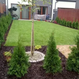 Zadbany ogród: równo przystrzyżony trawnik, szpaler tuj wzdłuż ogrodzenia i rabaty z korą, drzewko z obręczą z kamieni. W tle osoba w trakcie pracy.