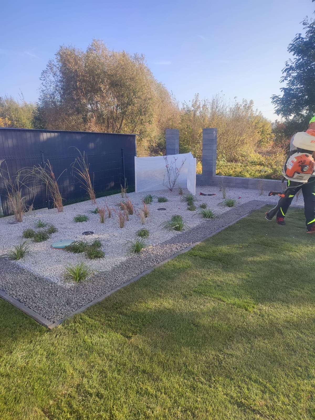 Nowoczesny ogród z białym żwirem i ozdobnymi trawami, zabezpieczone krzewy, ogrodnik z dmuchawą do liści, zielony trawnik i ciemne ogrodzenie w tle.