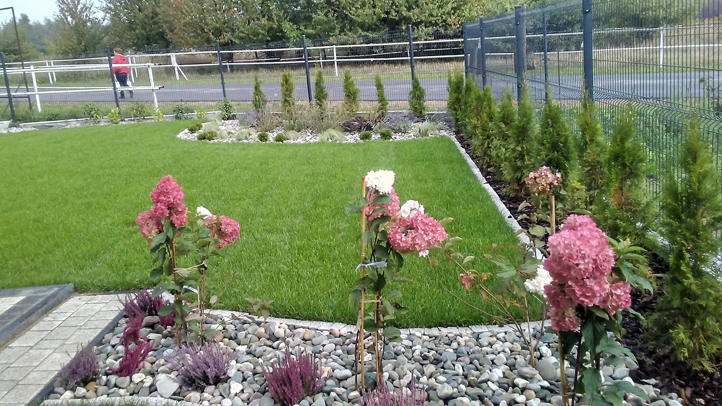 Zadbany trawnik z rabatami kwiatowymi i ozdobnymi kamieniami. W tle widoczny płot i osoba w oddali. Kompozycja z hortensjami i wrzosami na pierwszym planie.