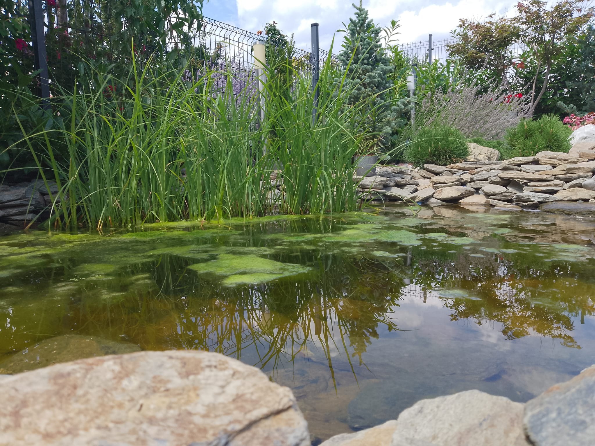 Naturalistyczny oczko wodne z kamieniami i roślinnością wodną, otoczone zielenią ogrodu i siatką ogrodzeniową w tle. Woda z widocznymi refleksami nieba.