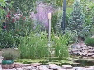 Oczko wodne z roślinnością wodną i kamieniami, oświetlone lampą, otoczone zielenią i ogrodzeniem. Widok z bliska na element krajobrazu ogrodowego.