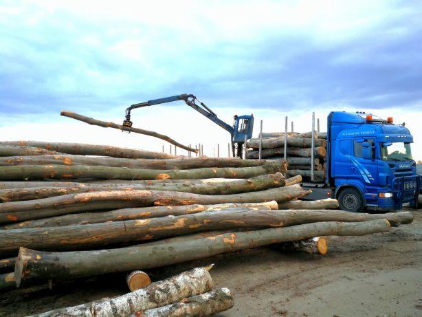 Załadunek pociętych pni drzew na niebieską ciężarówkę z dźwigiem na tle pochmurnego nieba.