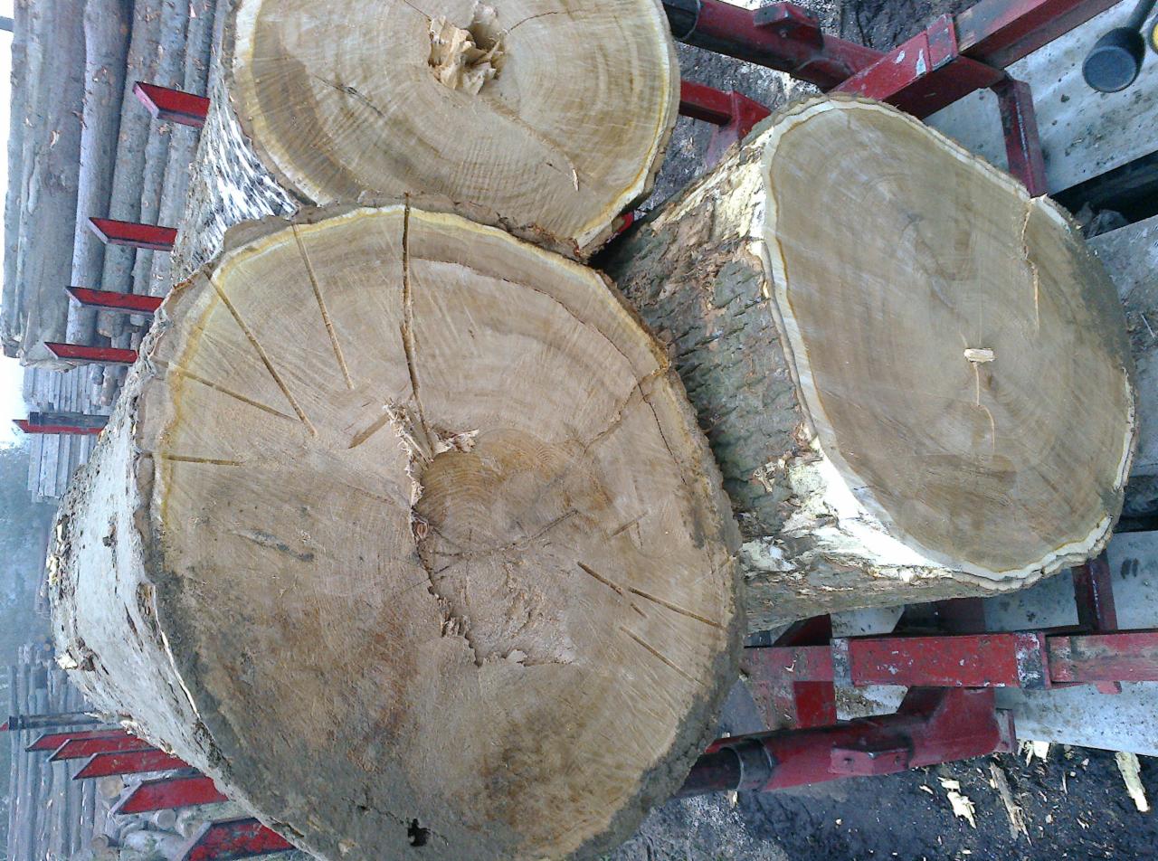 Kłody drewna ułożone na czerwonym metalowym stojaku, widoczne słoje i pęknięcia, przygotowane do pocięcia.