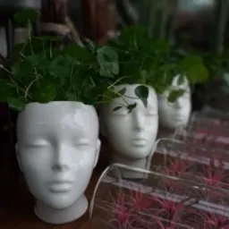Trzy białe, ceramiczne doniczki w kształcie głowy z rosnącymi zielonymi roślinami, ustawione obok siebie na drewnianym blacie, z rozmytym tłem i widocznymi roślinami w szklanych probówkach...