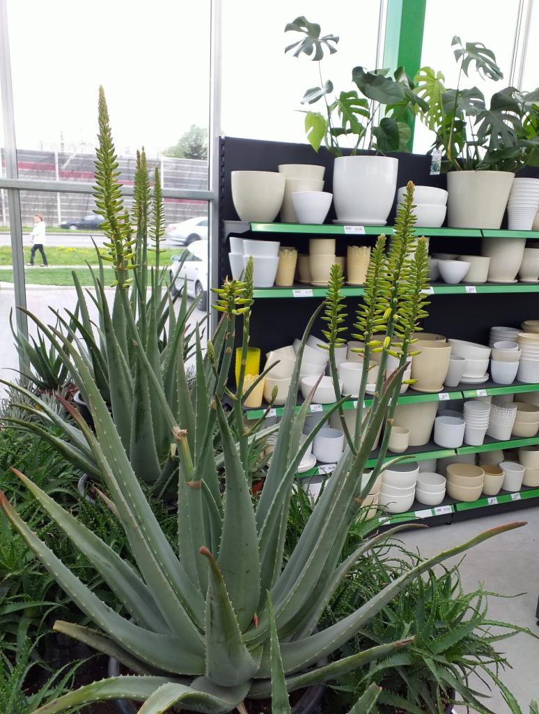 Aloe vera w doniczce, z kwiatostanami, na tle półek z doniczkami w sklepie ogrodniczym.