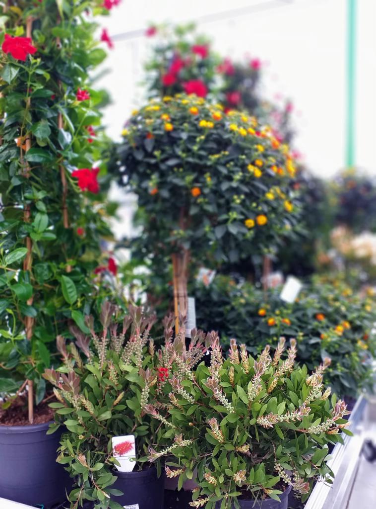 Różnorodność kwitnących roślin w donicach, w tym mandewilla pnąca z czerwonymi kwiatami i krzewy z żółtymi i czerwonymi kwiatami, ustawione w rzędzie w szklarni lub sklepie ogrodniczym.