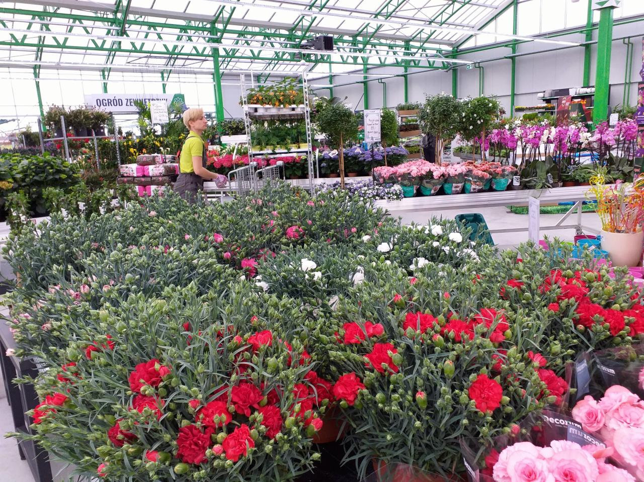 Kwiaciarnia wewnątrz szklarni: widok na czerwone i białe goździki w doniczkach, w tle pracownica z wózkiem i różnorodne rośliny.