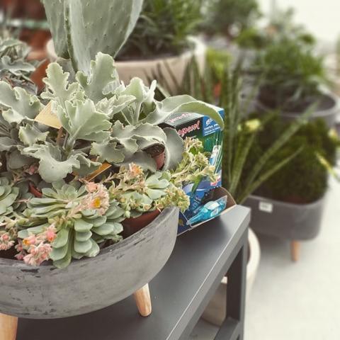 Kompozycja sukulentów i roślin ozdobnych w szarej, betonowej donicy na drewnianych nóżkach, z opakowaniem nawozu w tle, ustawiona na czarnym regale.